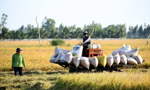 Thủ tướng yêu cầu hướng dẫn doanh nghiệp thu mua lúa gạo tạm trữ và tìm kiếm thị trường mới