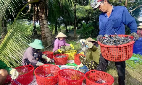 Nông dân Miệt Thứ cười tươi khi tôm càng xanh trúng mùa được giá