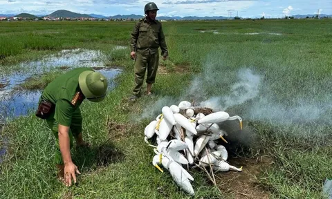 Bóc mẽ sự thật phía sau cánh đồng quê ở Quảng Trị