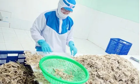Biến phế phẩm thủy sản thành tài nguyên tỷ đô