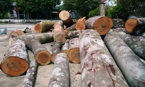 Danh tính người tự ý đốn hạ hàng chục cây gỗ ở Thanh Hóa