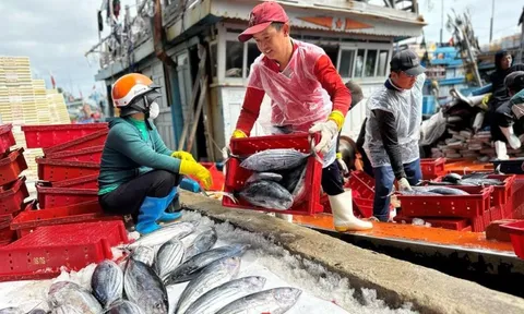 Mỹ từ chối công nhận 12 nghề khai thác hải sản, Bộ Công Thương gửi đề nghị xem xét