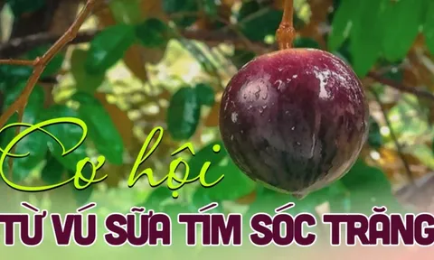 Phát triển cây vú sữa tại tỉnh Sóc Trăng(*): Thực trạng và giải pháp