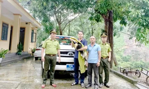 "Vị khách lạ" đáp xuống nhà dân, không ngờ là loài quý hiếm, nguy cấp