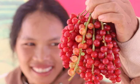 "Hạt ngọc trời" - ngũ vị tử trên đỉnh Ngọc Linh