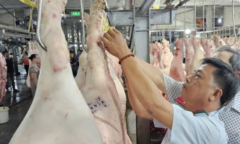 TP.HCM thí điểm sàn giao dịch thịt heo trong năm 2025