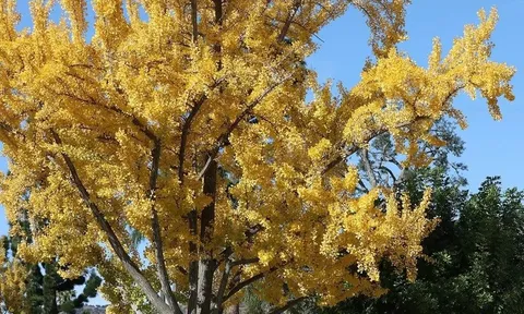 Du khách bịt mũi vì mùi "nôn ói" tỏa ra từ cặp cổ thụ 75 tuổi ở công viên