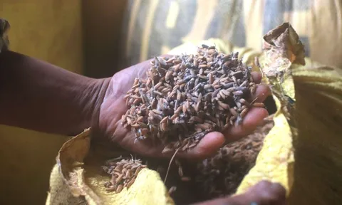 Nhiều hộ kinh doanh lúa gạo ở Đà Nẵng khóc ròng