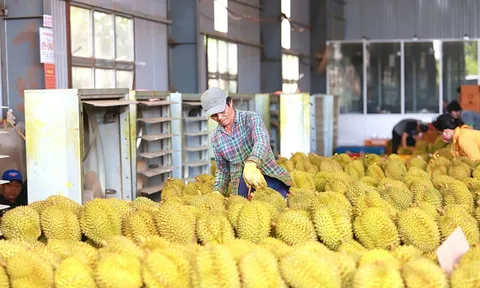 Đã có giải pháp căn cơ cho xuất khẩu sầu riêng