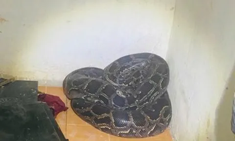 Hốt hoảng phát hiện trăn đất nặng hơn 30kg cuộn tròn trong góc nhà