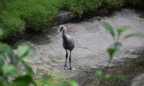 Hồng hạc có lứa đầu tiên kiểu tự nhiên tại Thảo cầm viên Sài Gòn