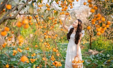 Khách mê hái quả, chụp ảnh, uống cà phê tại vườn khi đi du lịch Sơn La