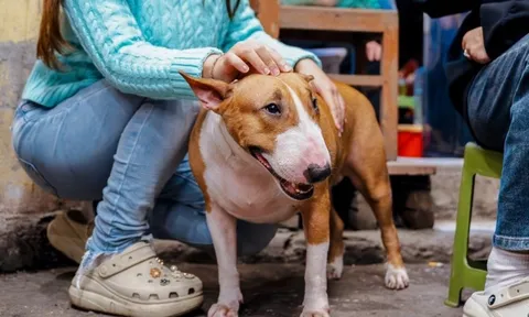 'Cậu Vàng' được lập kênh TikTok riêng, không bị ép gặp khách