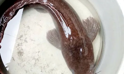 CLIP: Người dân ở An Giang đẩy côn bắt được con cá trê dài 1,4 m