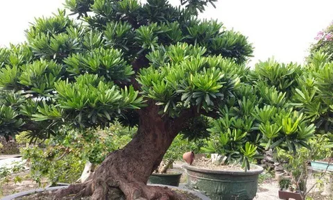 Một bị cáo ở Thanh Hóa được giảm án 10 tháng tù do ủng hộ người nghèo 1 triệu đồng