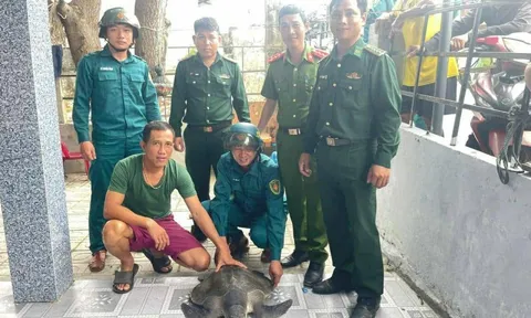 Đồi mồi dứa quý hiếm 17kg mắc lưới trên vùng biển Đà Nẵng