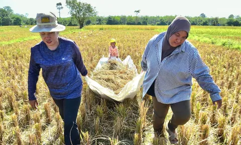 Giá gạo Nhật Bản tăng kỷ lục, Thái Lan tranh thủ đẩy mạnh xuất khẩu