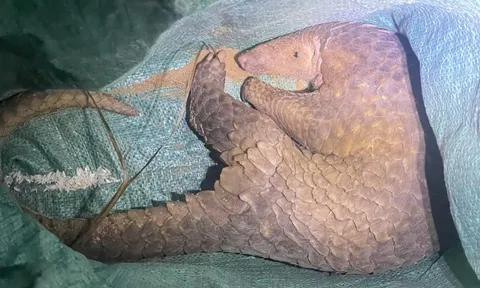 Bắt được con vật lạ không ngờ là động vật nguy cấp, quý hiếm trong sách đỏ