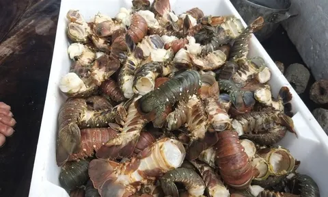 Tôm hùm chết hàng loạt trong mưa lũ, người nuôi “ôm đầu”!