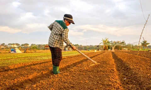 Giá rau xanh chợ Đà Nẵng tăng cao, giá ớt trên trời 150.000 đồng/kg