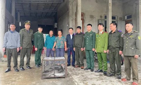 Liên tiếp phát hiện con vật quí, “khủng” bò lạc vào nhà dân