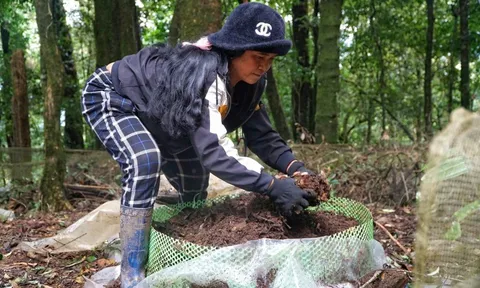 Sâm Ngọc Linh - "chìa khóa" thoát nghèo cho người Xơ Đăng