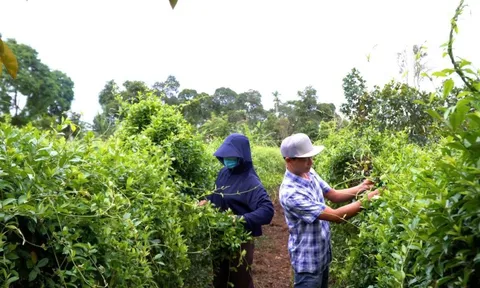 Trồng dược liệu thoát nghèo ở Quảng Trị