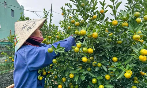 Thủ phủ quất cảnh miền Trung chật vật vụ Tết