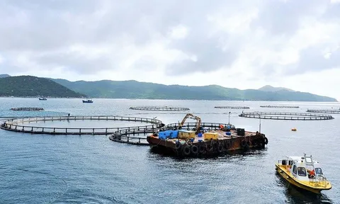 Bộ trưởng Trần Đức Thắng cùng hiệp hội bàn hướng phát triển nuôi biển công nghiệp, bền vững