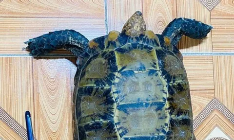 Bắt được rùa núi viền quý hiếm giữa ruộng, người dân lập tức giao nộp