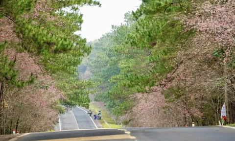Lý Sơn - Măng Đen 'bắt tay', sáng biển - chiều rừng chẳng phải chuyện mộng mơ