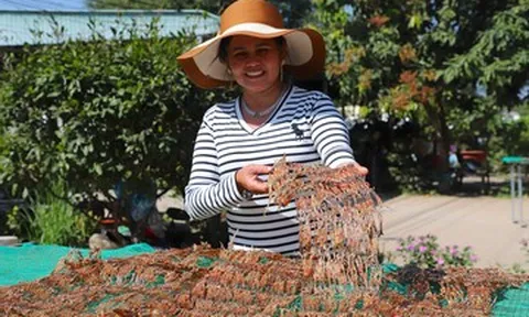 Đặc sản ‘vũ nữ chân dài’ hút khách dịp Tết, giá hơn nửa triệu vẫn cháy hàng