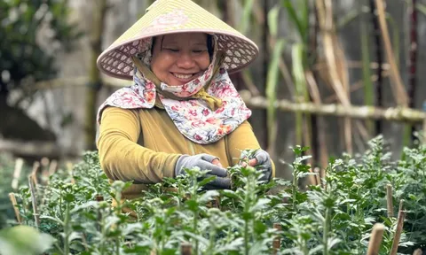 Hàng trăm ngàn chậu cúc Tết ở Quảng Ngãi được mua sạch từ khi còn 'ngậm nụ'