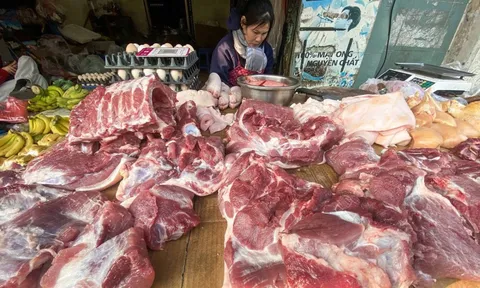 Dự báo giá heo hơi dịp Tết khoảng 70.000-75.000 đồng/kg, cao hơn nhiều nước trong khu vực