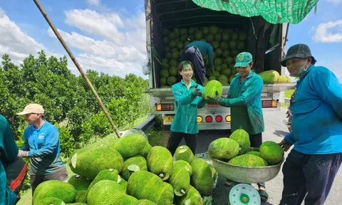 Nông dân phấn khởi, vì giá mít tăng gấp đôi vào dịp cận Tết