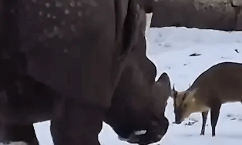 Thực hư vụ hươu tí hon liên tục húc đầu, tấn công tê giác nặng 1,7 tấn