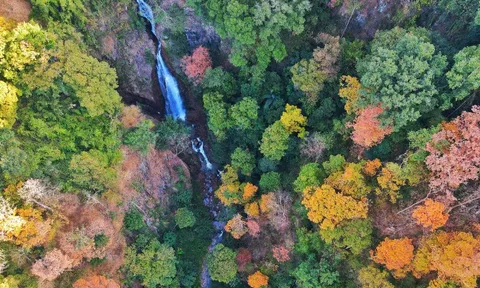 Khoảnh rừng thay lá khiến du khách ngẩn ngơ giữa đèo Măng Đen