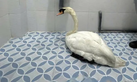 Công an TPHCM thông tin chính thức vụ trộm thiên nga trắng trong Thảo Cầm Viên