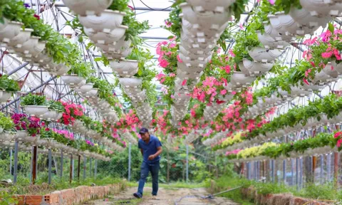 Xuân về trên các vựa hoa Tết Đà Nẵng: Dự kiến giá hoa không tăng