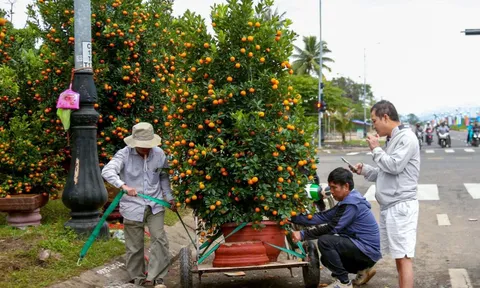 Vượt thiên tai, quất Tết Đà Nẵng vẫn đa dạng, dáng đẹp, quả đều