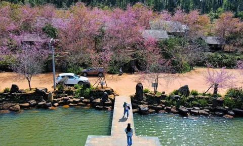 Mai anh đào nhuộm hồng Măng Đen trước thềm Tết Nguyên đán