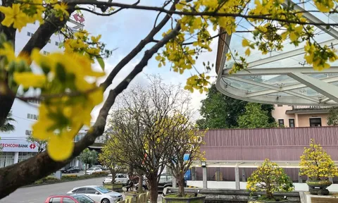 Rực rỡ phố mai vàng ở giao lộ sầm uất nhất nhì xứ Huế