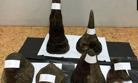 Hành lý khách Việt chứa gần 12kg sừng tê giác bị bắt tại sân bay ở Thái Lan