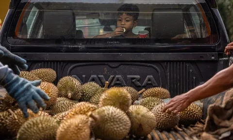 Khách Trung đổi khẩu vị, sầu riêng Malaysia tồn kho, chất đống