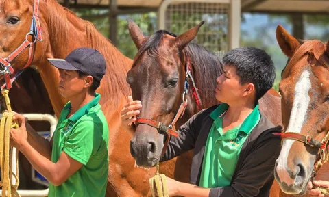 Đầu năm Ngọ, thăm nơi huấn luyện ngựa đua lớn nhất Việt Nam
