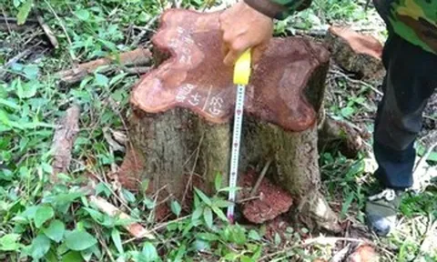 Giám đốc Công ty Lâm nghiệp Ea Kar bị bắt vì nhận hối lộ