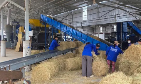 Thu mua rơm làm 50.000-60.000 tấn 'bánh rơm' vừa cho chăn nuôi, vừa bảo vệ môi trường