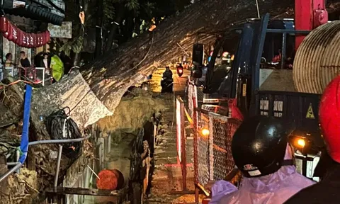 Cây cổ thụ bật gốc giữa đêm ở Đà Nẵng, nghi do đào đường