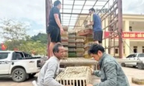 Tâm lũ Mỹ Lý ngày trở lại: Đàn gà giống gây dựng cuộc sống no ấm