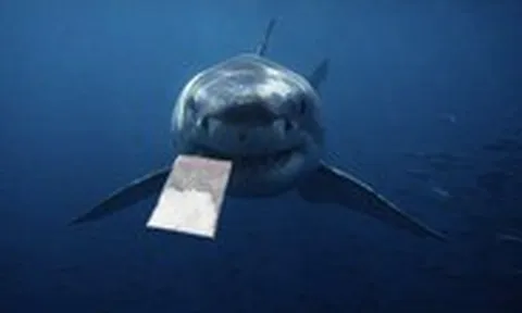 Cá mập nhiễm cocaine: Đại dương đang có chuyện gì?